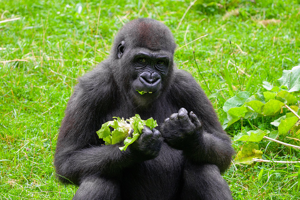 About Duisburg Zoo About Duisburg Zoo